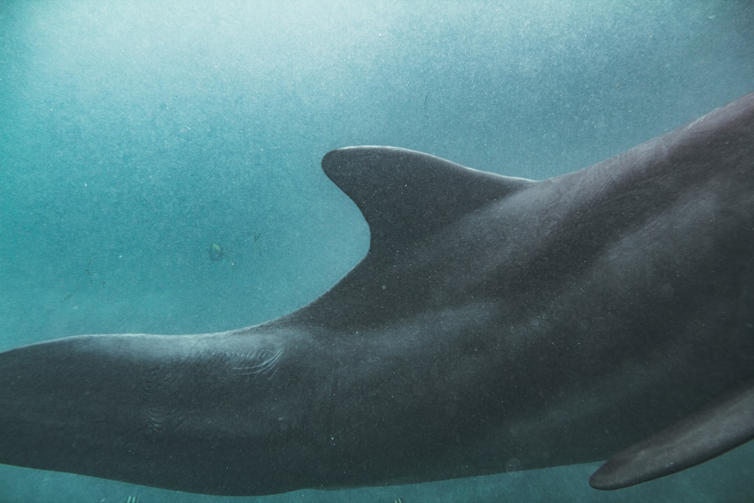 AI Breakthrough: Sperm Whales Found Using Complex Language Similar to Humans
