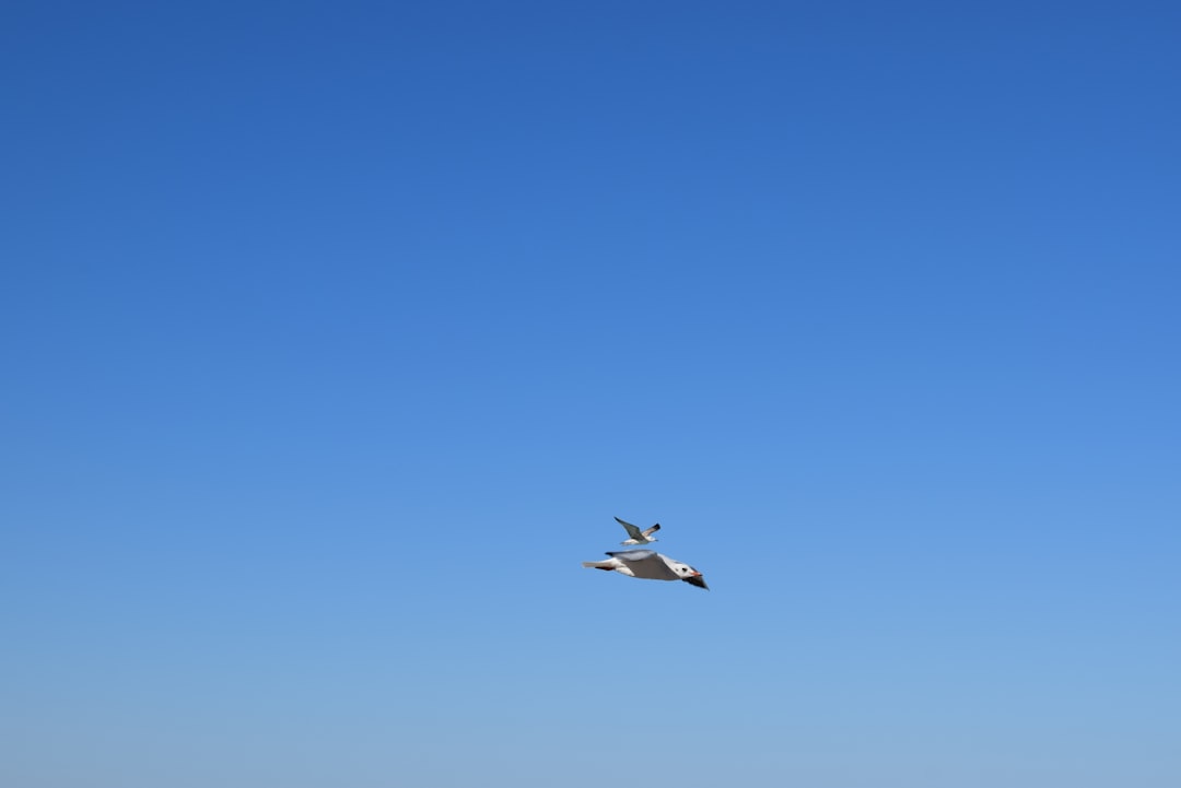 NASA's X-59 Quiet Supersonic Jet Completes Second Test Flight Despite Caution Incident