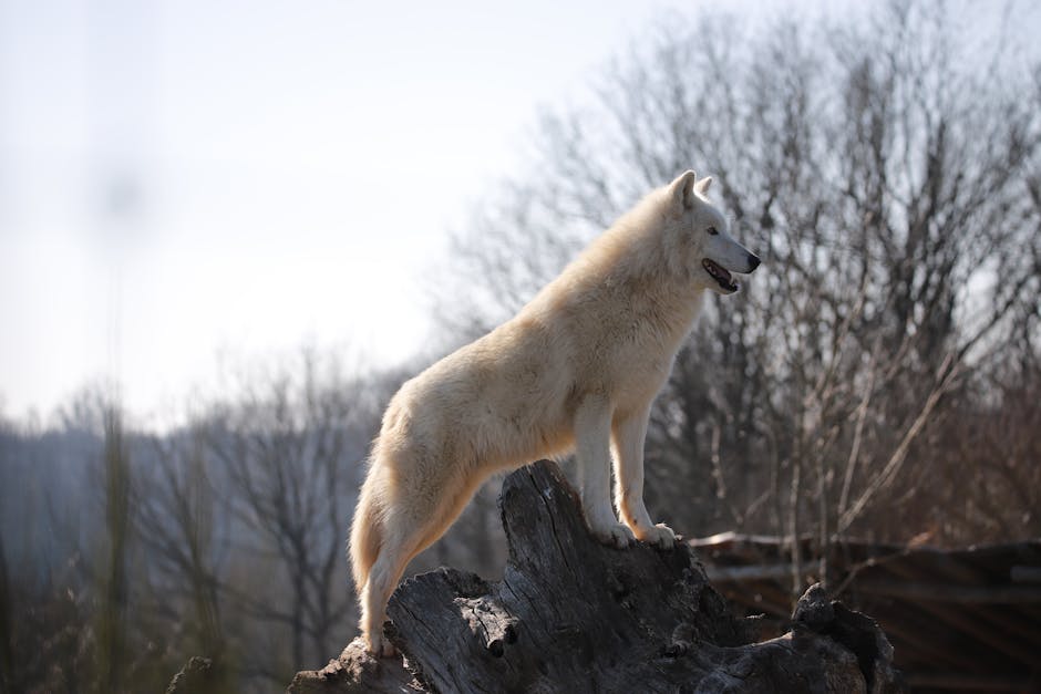 How to Unlock the Silver Fang Mount in Crimson Desert