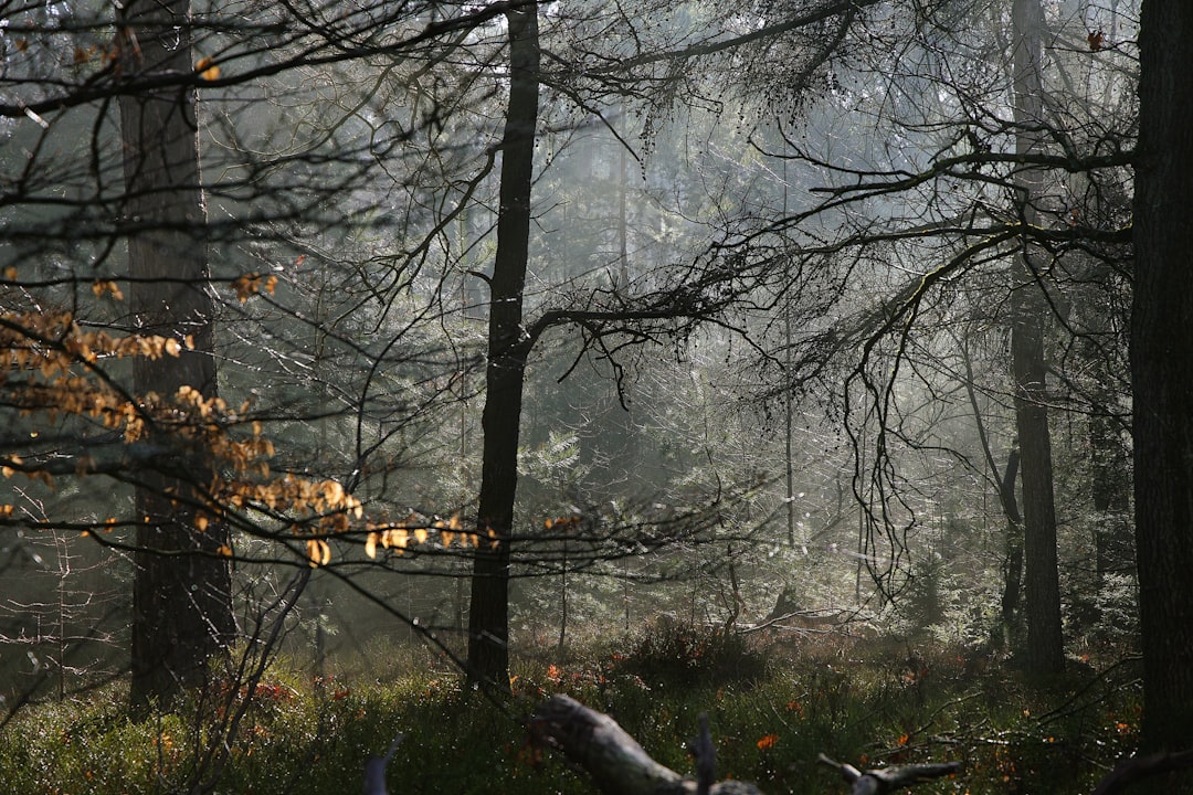 Everything Added to The Witcher 3: Wild Hunt Since Its 2015 Launch