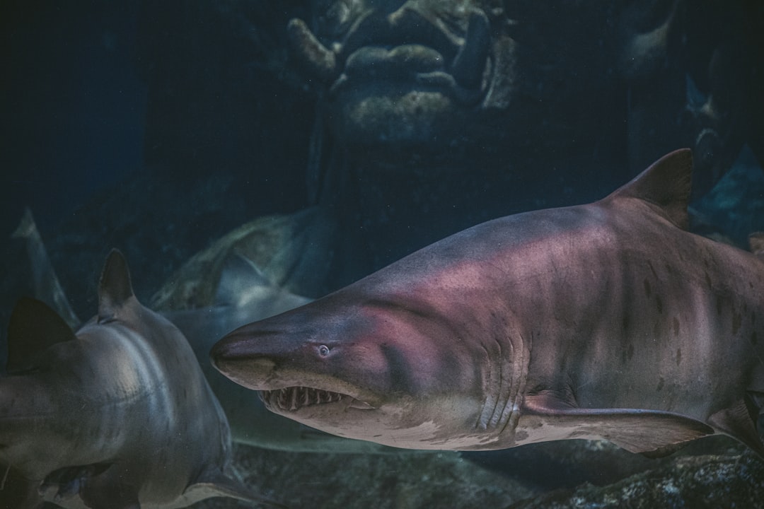 Shark Dentist blends horror and roguelike chaos for a unique gaming experience