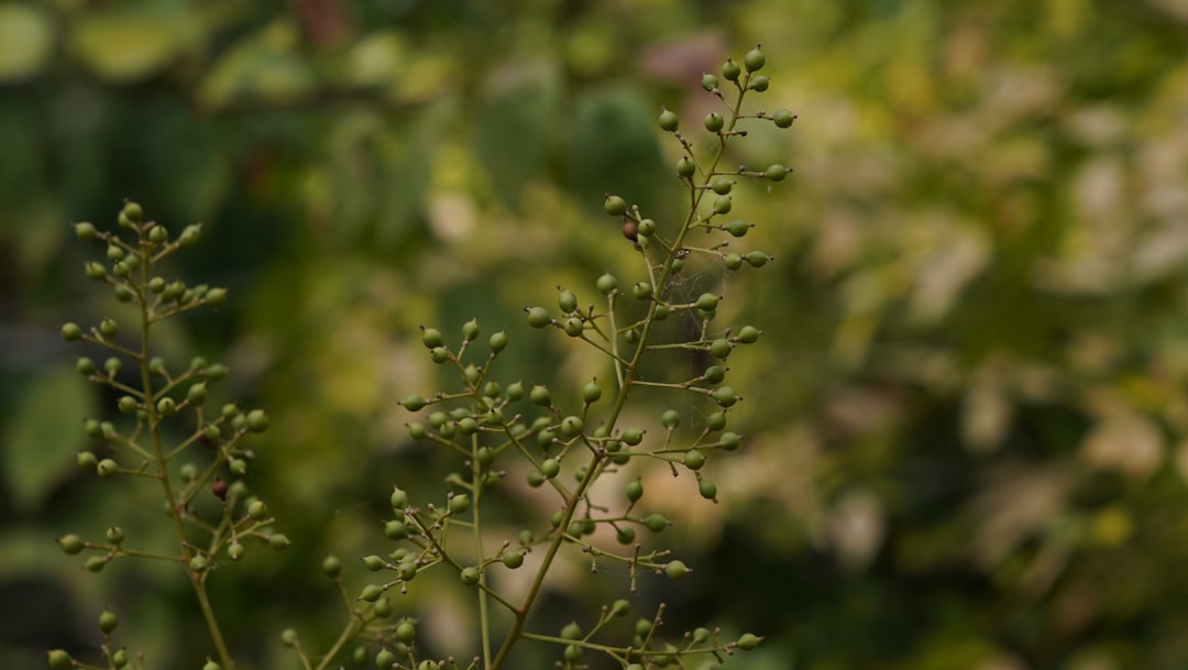 Texas hemp industry braces for major regulatory shake-up